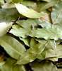 bay leaves, tamal patri