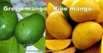 green ripe mango 495x260