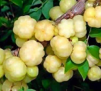 star gooseberries - amla - amlakki