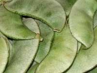 Hyacinth / Lablab Bean / Flat Beans / Field Beans