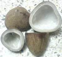dried coconut - Kopra