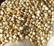 quinoa grain seed