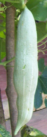 Snake gourd - padval- Chichinda
