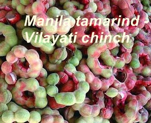 manila tamarind - jangali jalebi - vilayati chinch