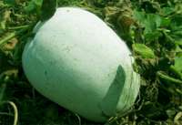 Ash gourd - White gourd (Petha, Kohala)