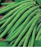 Green beans - French beans - String beans