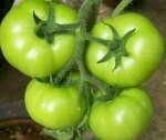 Raw green tomatoes