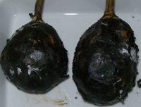roasted eggplant - baingan